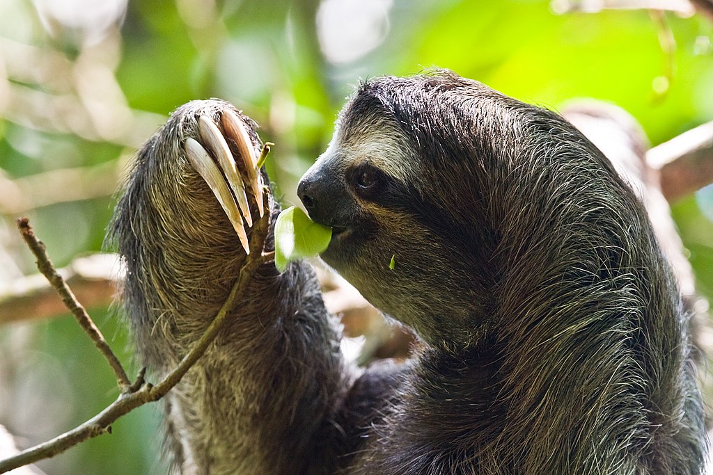 Hewan Paling Lambat Bukanlah Siput Tetapi Sloth Berjari Tiga Ely Hewan Paling Lambat Bukanlah Siput Tetapi Sloth Berjari Tiga Ely