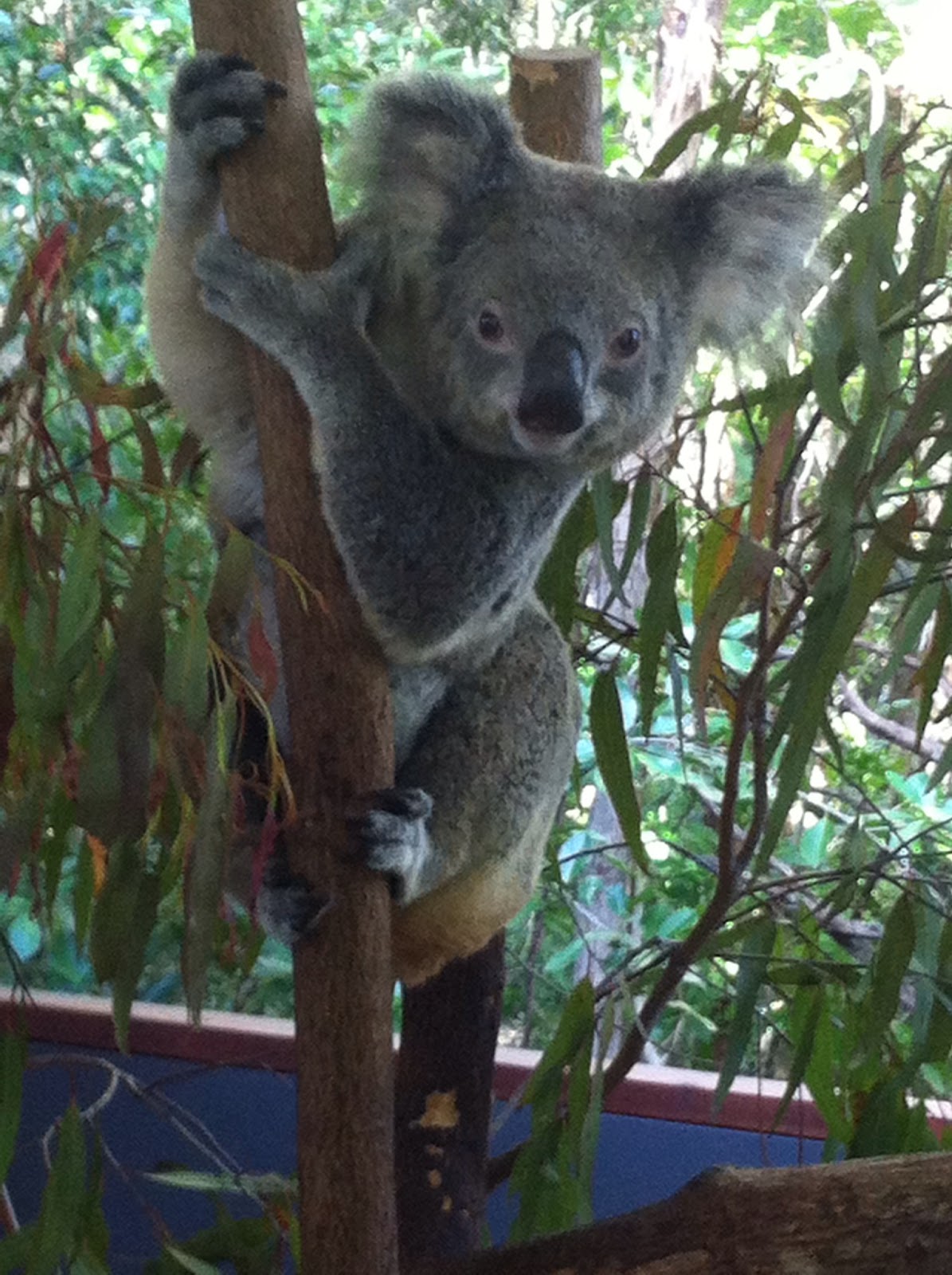 Kick Baht PORT DOUGLAS, AUSTRALIA...Four Mile Beach...Crocodiles!...Wallabies....Koalas....Oh My!