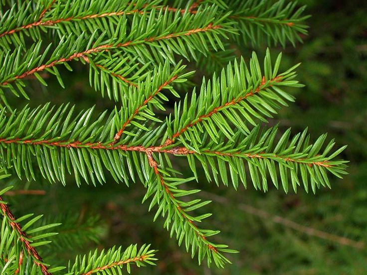 trees planet picea abies norway spruce christmas pole tree
