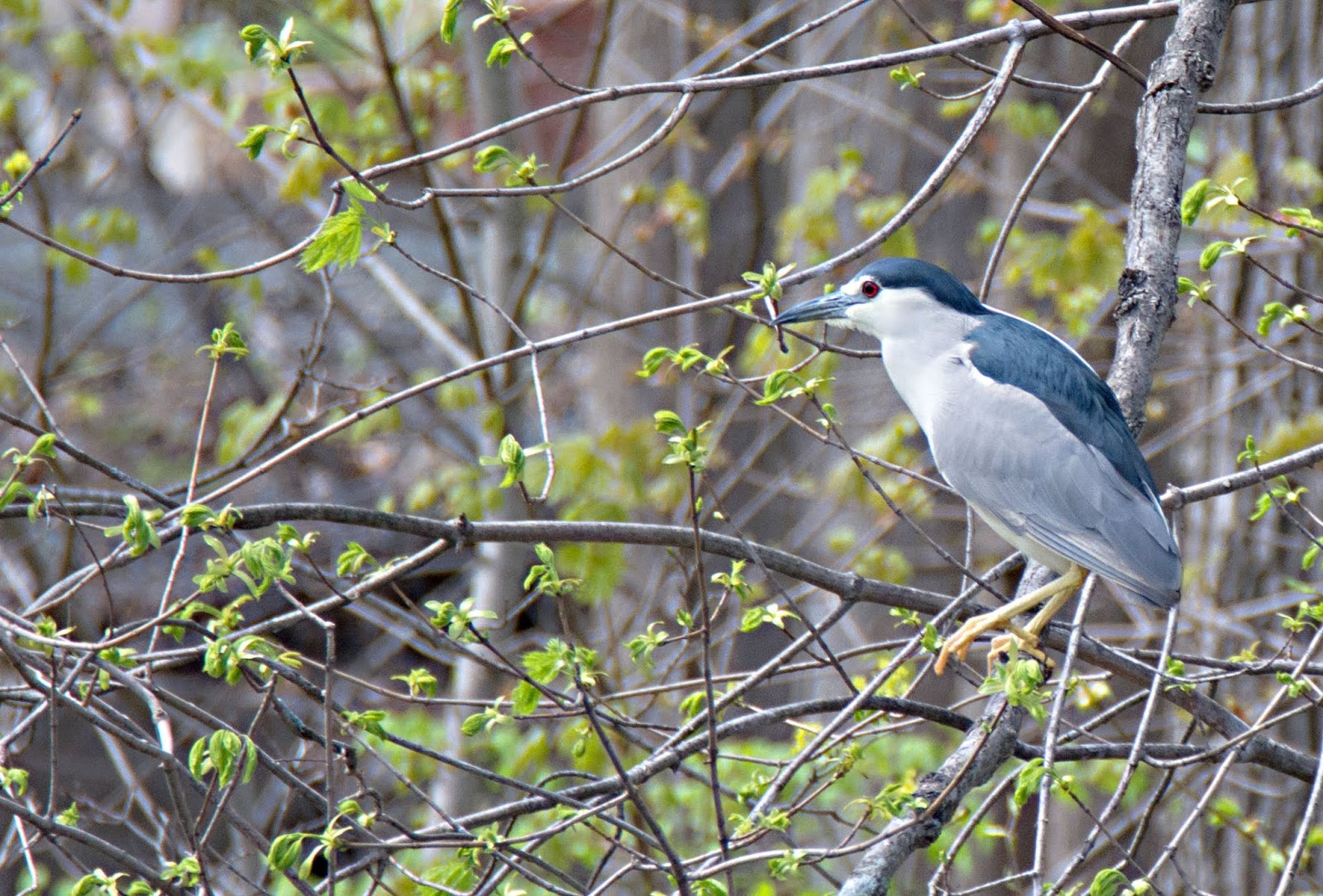 Carol's View Of New England Weymouth Herring Run MA