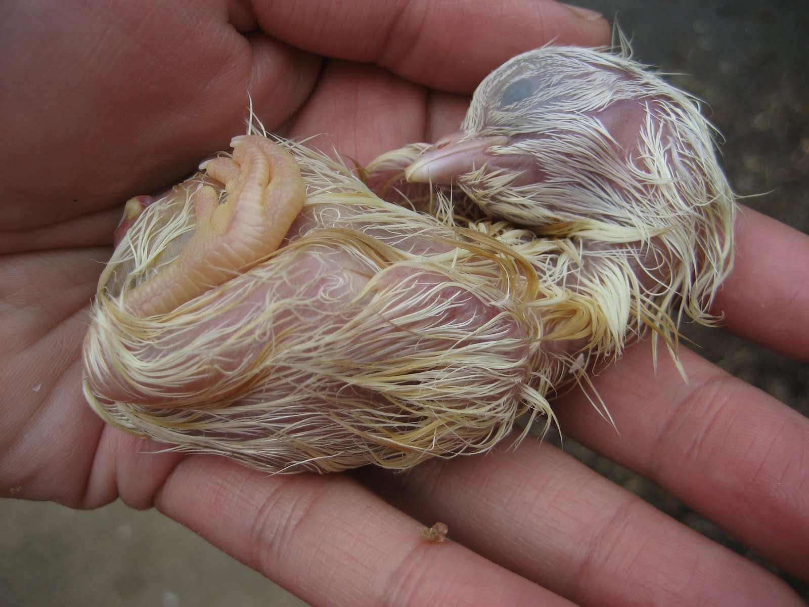 Chicken Scratch: Stillborn