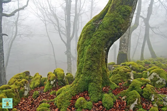 Reserva Natural de Mendilatz, Navarra