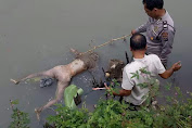 Mayat Busuk Yang Mengapung Di Sungai Padang Kampung Keling.