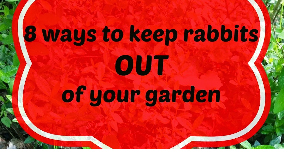 how to keep rabbits out of garden 28 images 4 humane ways to keep rabbits out of the how to keep rabbits out of garden 28 images 4 humane ways to keep rabbits out of the