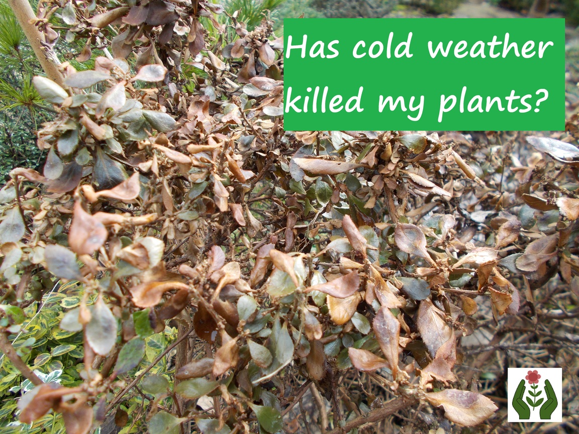 The Green Fingered Blog Has cold weather killed my plants?