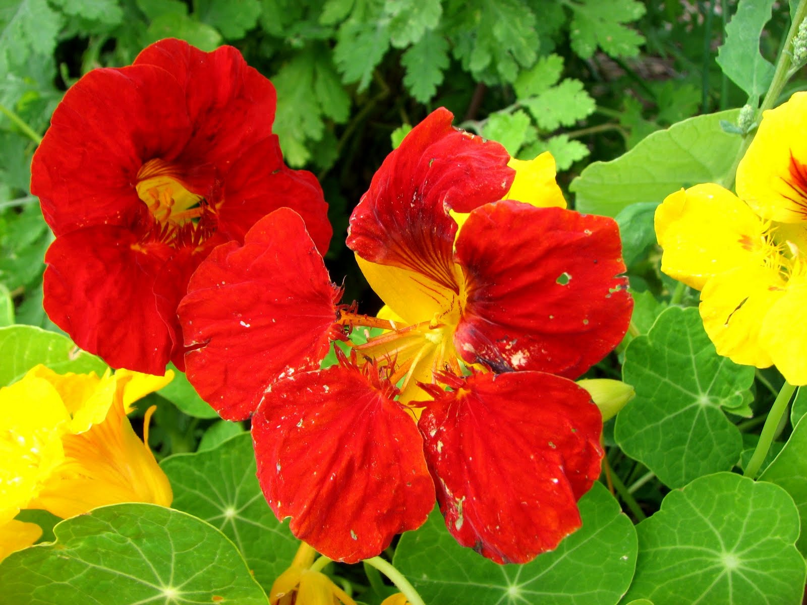 The Essential Herbal Blog X Gardening in the High Country of Colorado