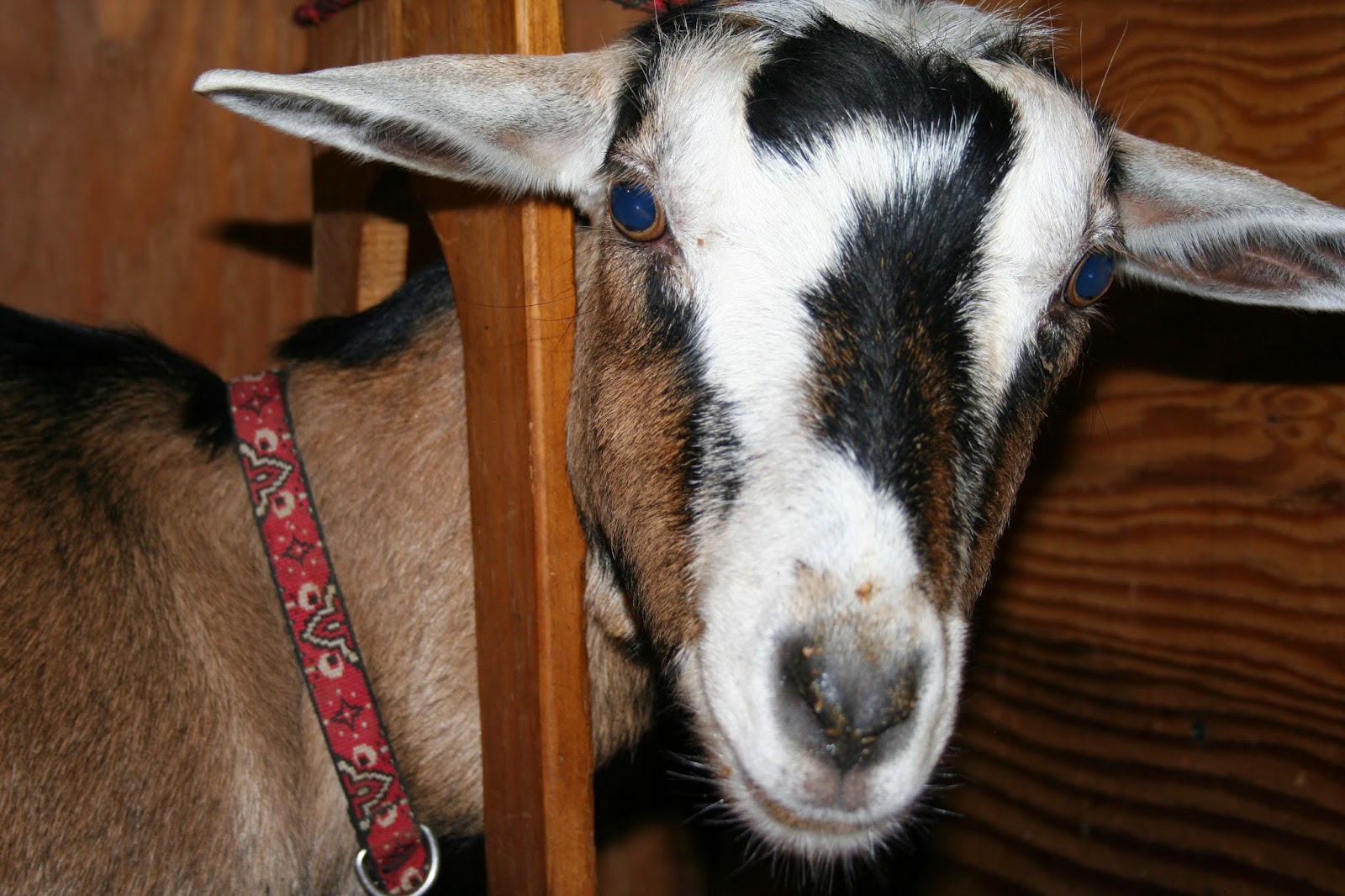 Chicken Scratch Poultry Milking A Goat