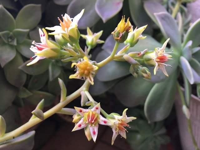 Planta-Fantasma (Graptopetalum paraguayense)