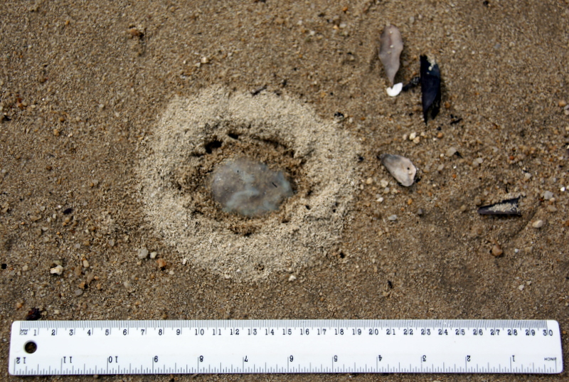 Fossil CSI Comparing a fossil jellyfish found at Solnhofen with