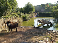 Vaques entrant a la bassa de Postius