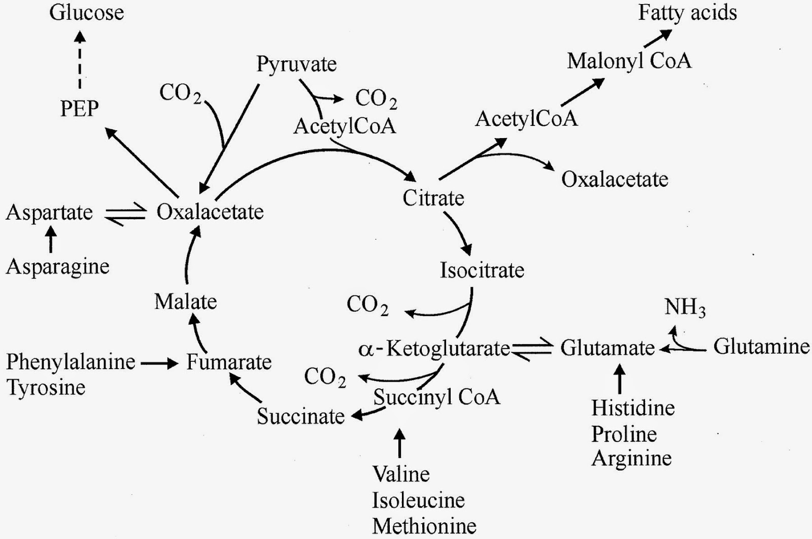 Gluconeogenesis Fat 112