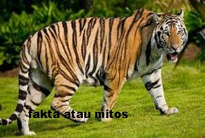 https://faktaataumitosyo.blogspot.com/2018/05/fakta-atau-mitos-kulit-dan-bulu-seekor-harimau-memiliki-pola-bergaris-garis.html