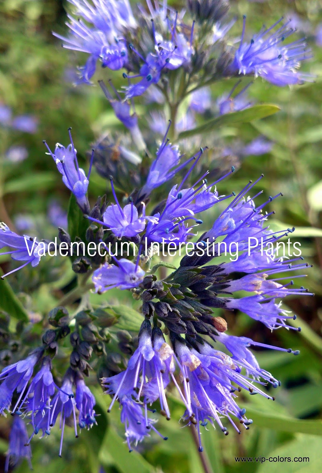 Vademecum Interesting Plants Caryopteris X Clandonensis Barbula