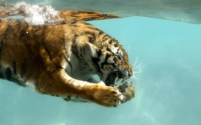 Foto van een zwemmende tijger