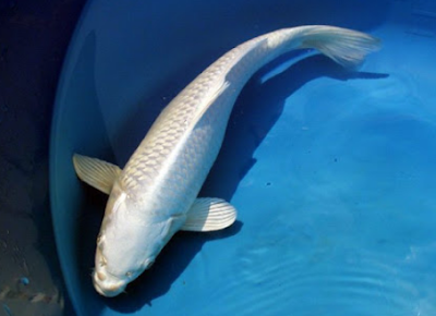 Koi Ogon Platinum Jenis ikan koi Ogon Platinum