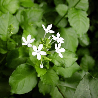 Manfaat Daun Encok Bagi Kesehatan Dan Cara Mengolahnya  Tanaman encok atau ada juga yang menyebutnya godong encok dan ki encok Manfaat Daun Encok Bagi Kesehatan Dan Cara Mengolahnya