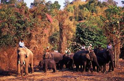 Elephant herd at Alaungdaw Kathapa National Park