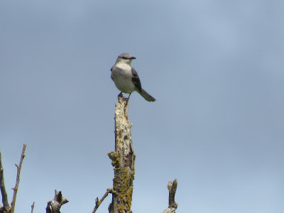 Colusa National Wildlife Refuge