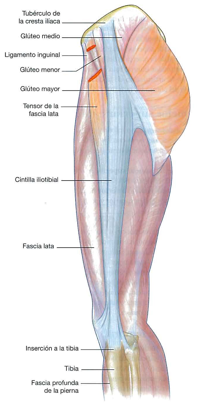 anatomia del miembro inferior anatomia del miembro inferior