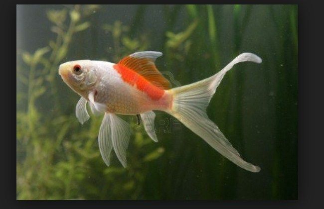Cara Merawat Ikan Komet dalam Akuarium yang Benar Cara Merawat Ikan Komet dalam Akuarium yang Benar