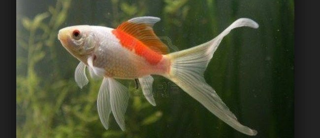 Cara Merawat Ikan Komet dalam Akuarium yang Benar