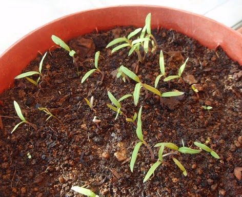 Plantas de tomate recién nacidas