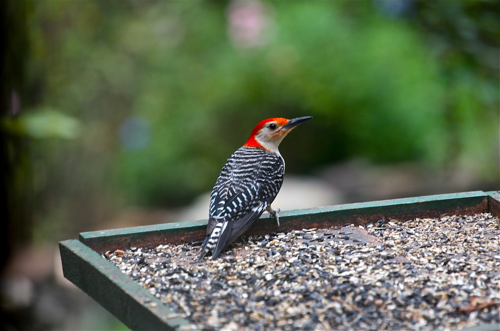 Sweet Southern Days Tallahassee Wildlife