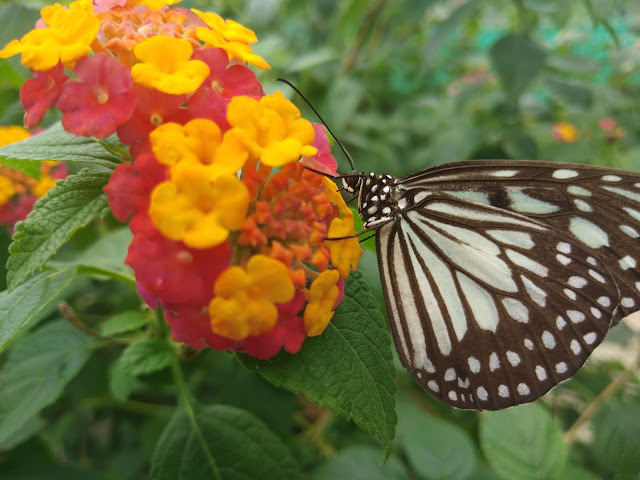 Butterfly sanctuary bohol