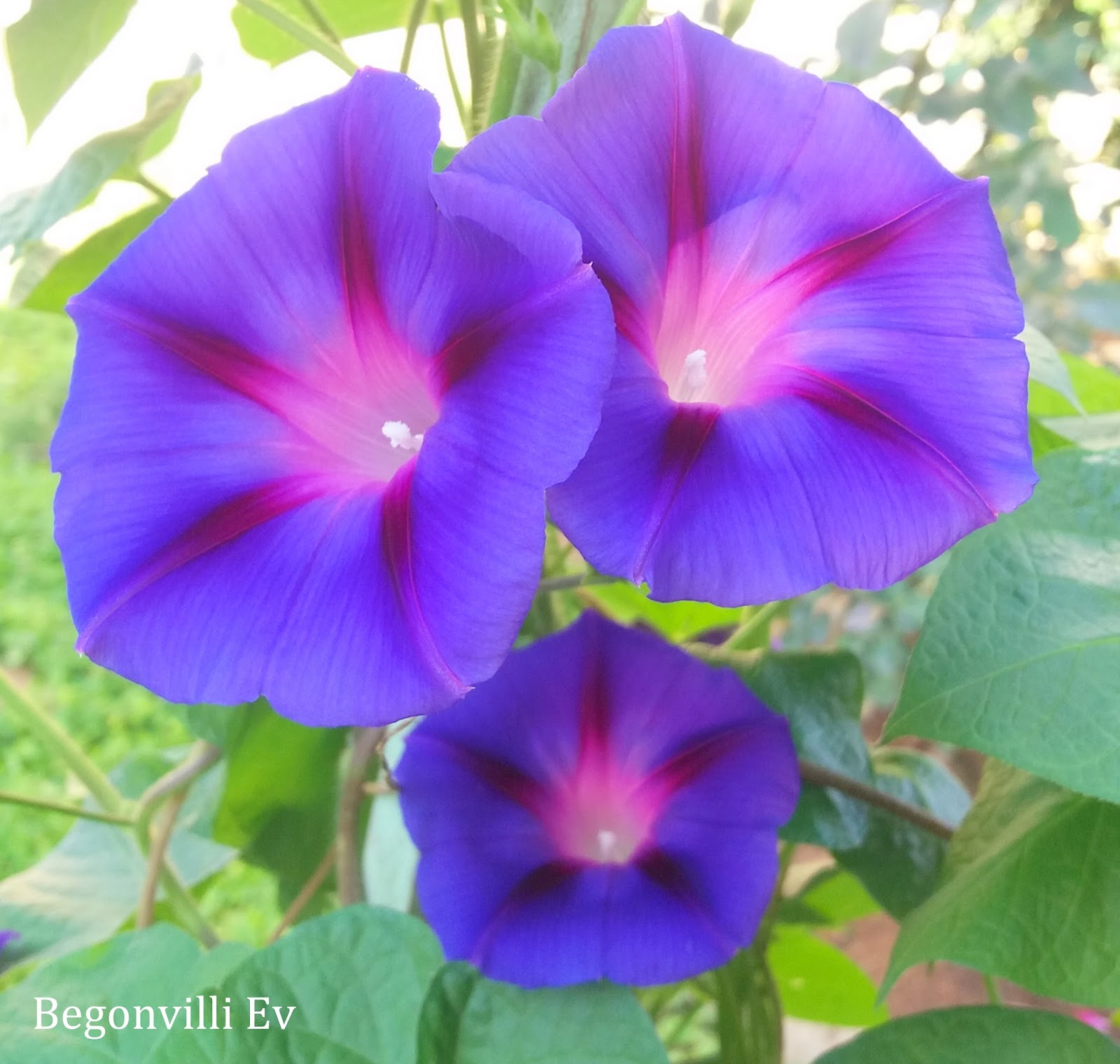 begonvilli ev