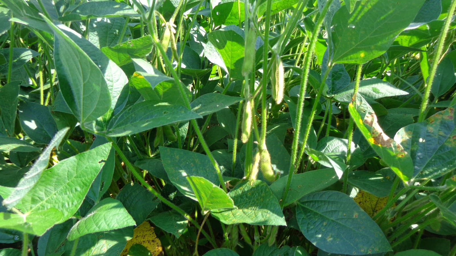 HyMark High Spots Another !00 Bushel Soybean Article