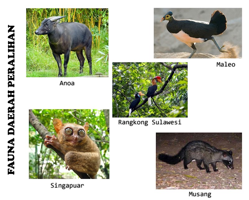 48+ Contoh Hewan Fauna Peralihan Di Indonesia, Inspirasi Penting!