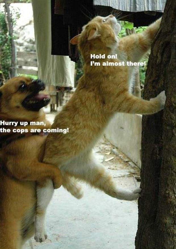 30 Funny animal captions - part 12 (30 pics), animal memes, animal pictures with captions, funny memes, funny animals
