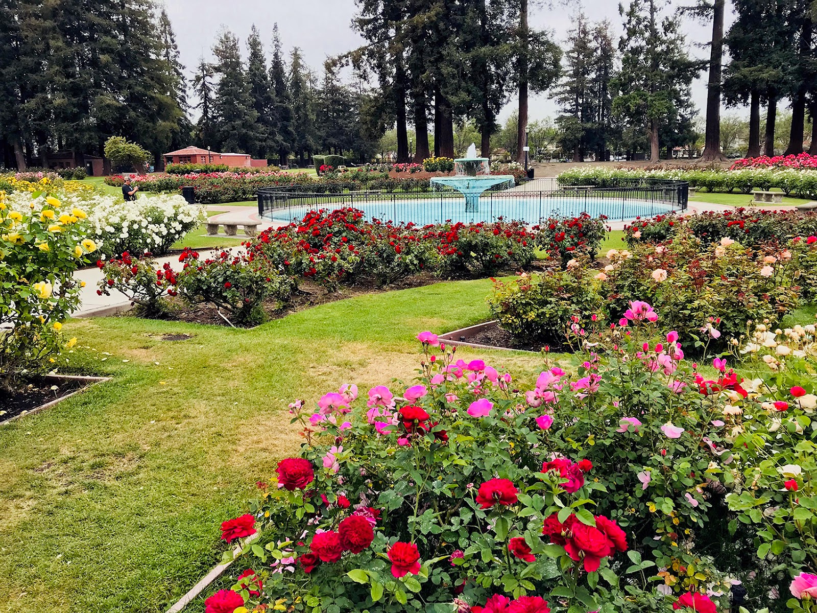 Paintsites Blog: San Jose Municipal Rose Garden, Thursday, May 3, 2018