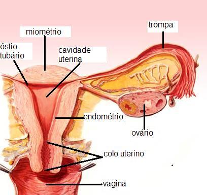 SAÚDE DA MULHER 1ª PARTE: MENSTRUAÇÃO
