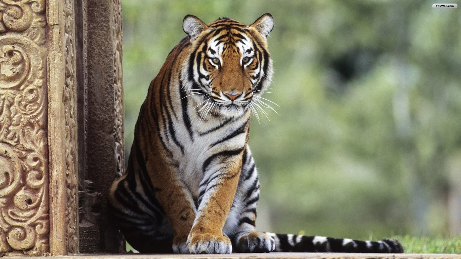 Top 35 Most Beautiful Tiger Wallpapers
