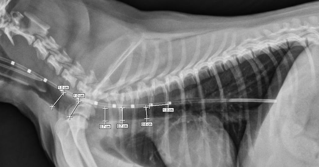 Galvao Otoni Internal Medicine Tracheal collapse