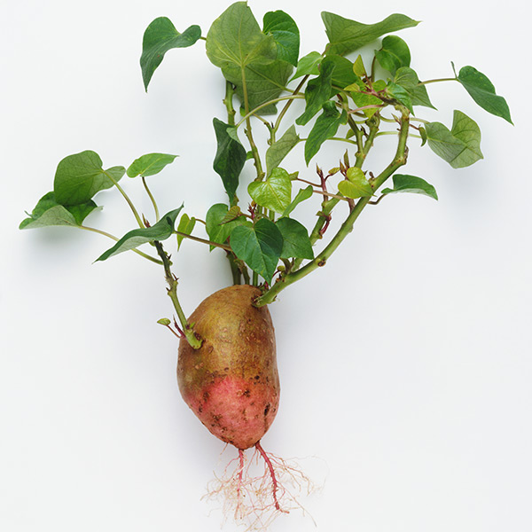 NUTRIKALP Health Benefits of Sweet Potato Leaves