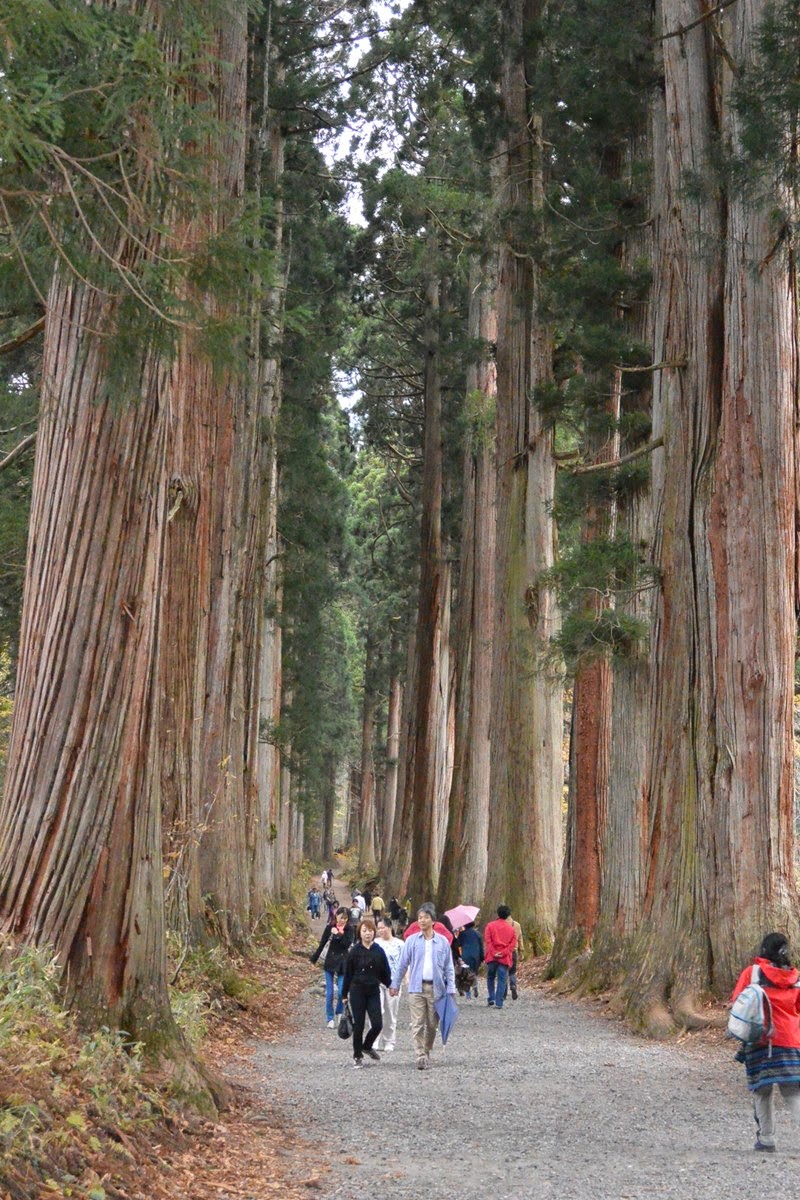 The longest tree-lined avenue in the world | Cedar Avenue of Nikko, Japan