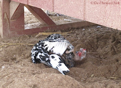 chicken dust coop sand bedding litter bath chick straw winter chickens shavings dry run superstar horse wood using stall cleaning