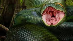 Trăn Khổng Lồ Nam Mỹ  - Anaconda (1997)