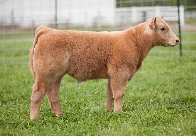 Lautner Farms Jason Scheetz Cattle Online Embryo Sale April 12