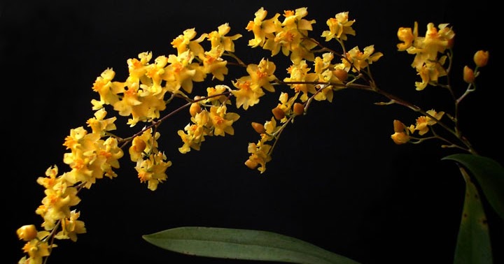 Orquídeas no Apê: Orquídea Oncidium Twinkle 'Yellow Fantasy'