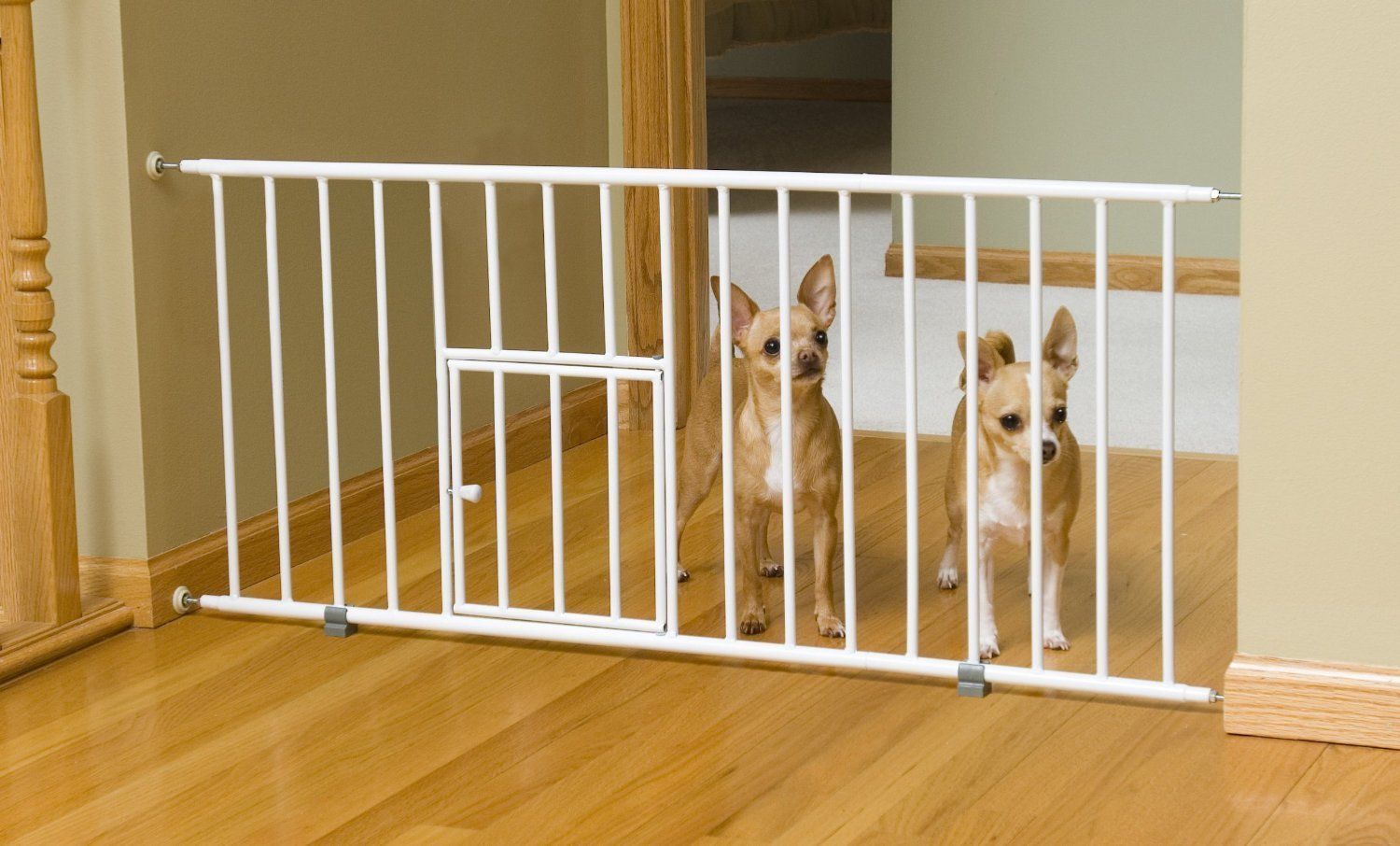 Pet Proofing Your Home Using Indoor Dog Gates biographypedia