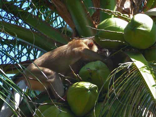 Retired--Now What?: A Monkey to Harvest Coconuts