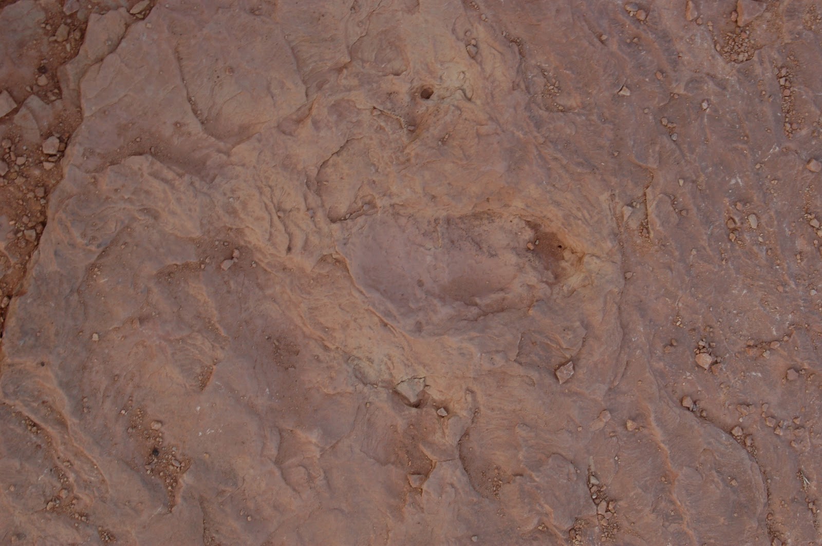 fossilized dinosaur tracks