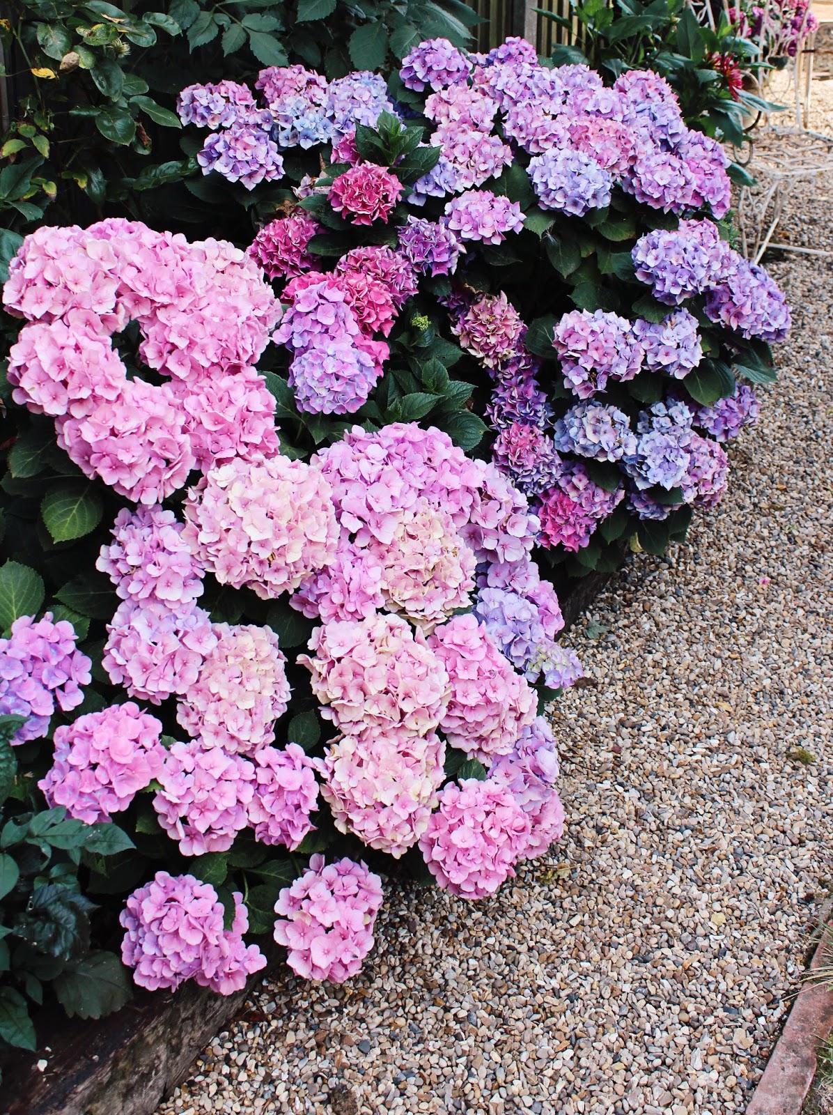 Full Sun Archives Ramblings From A Desert Garden