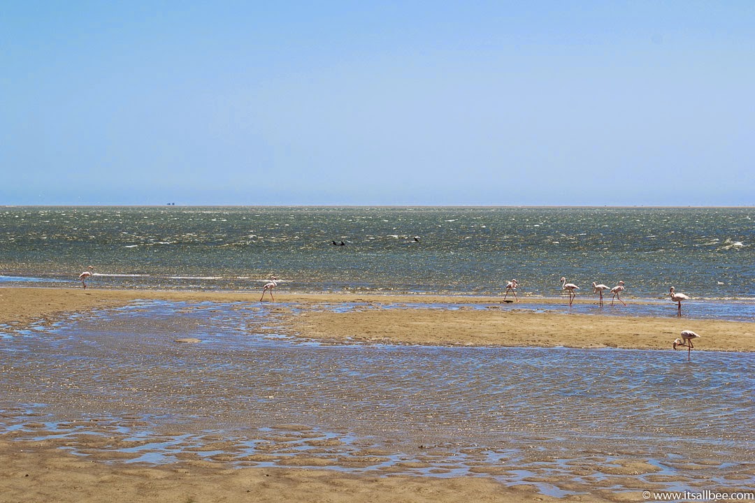 Walvis Bay Namibia | Walvis Bay Flamingos and Dolphins on Walvis Bay Port