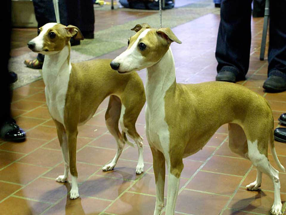 Italian Greyhound Good Companion Dog and Small Breed of Sighthound