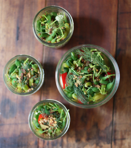 Bean Plant Update & Canning Spicy Dilly Beans 17 Apart