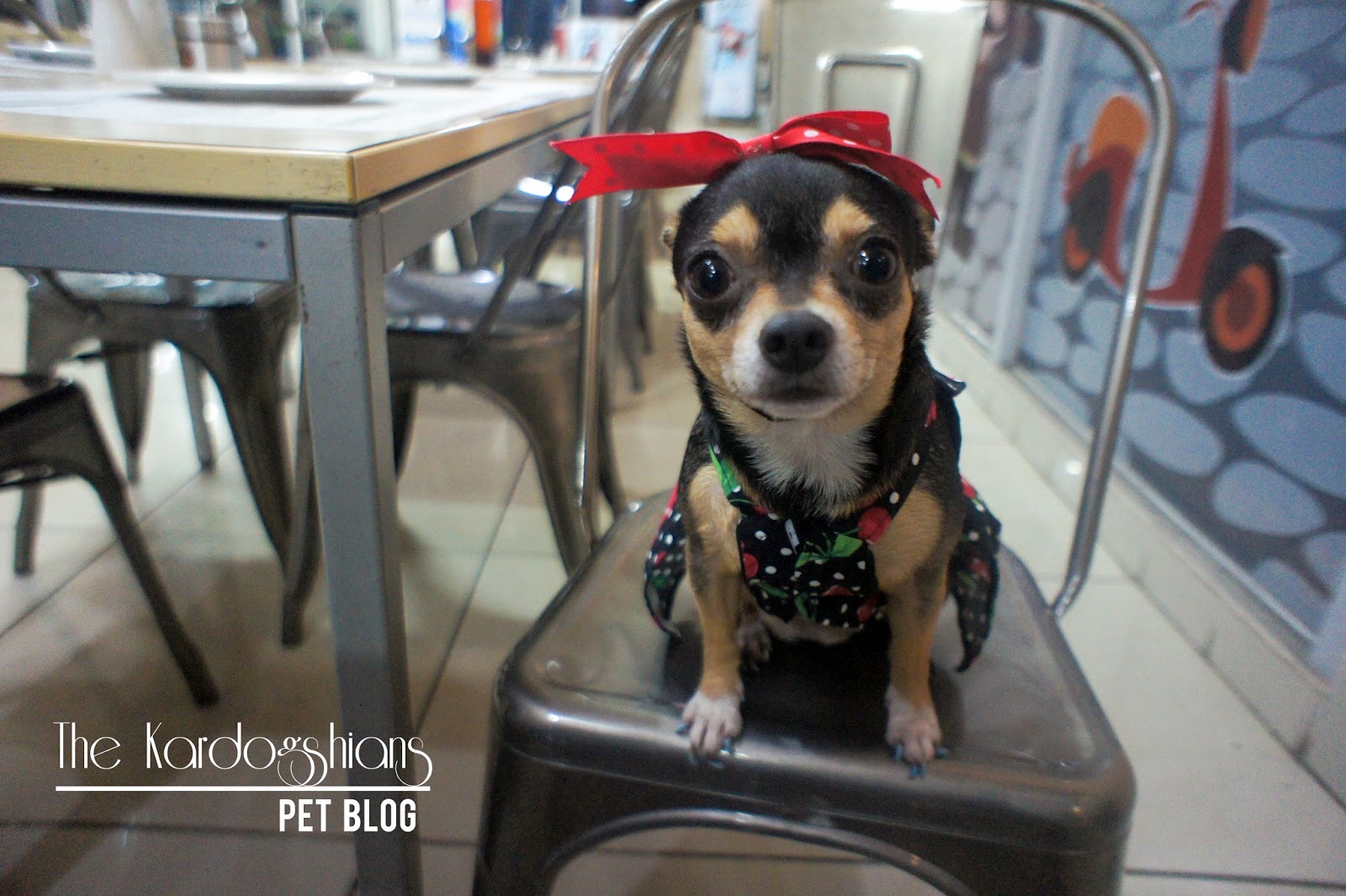 places to eat dog friendly near me